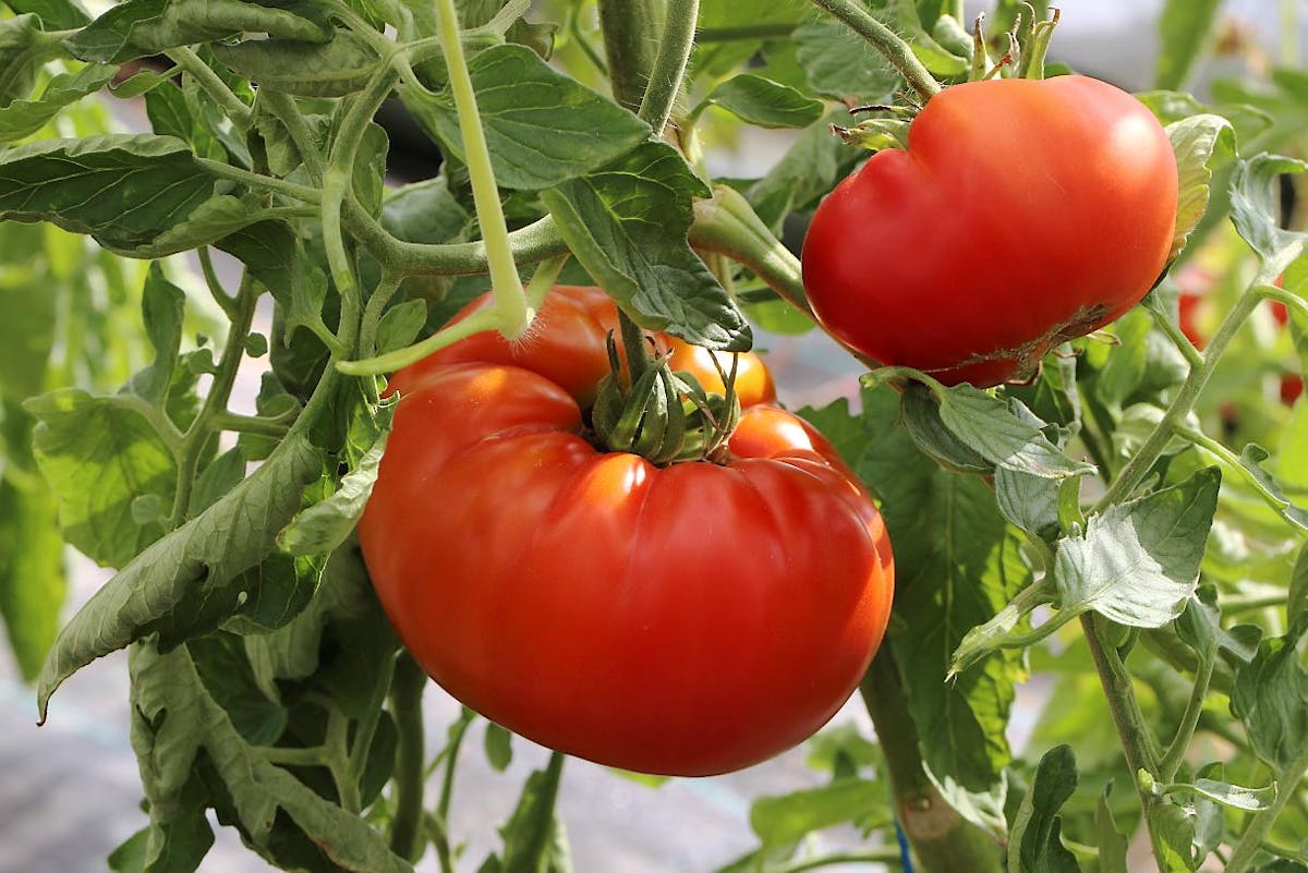 Comment récolter ses graines de tomates en 7 étapes - Petit