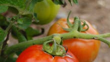 Tomate Saint Pierre : culture, semis, avis