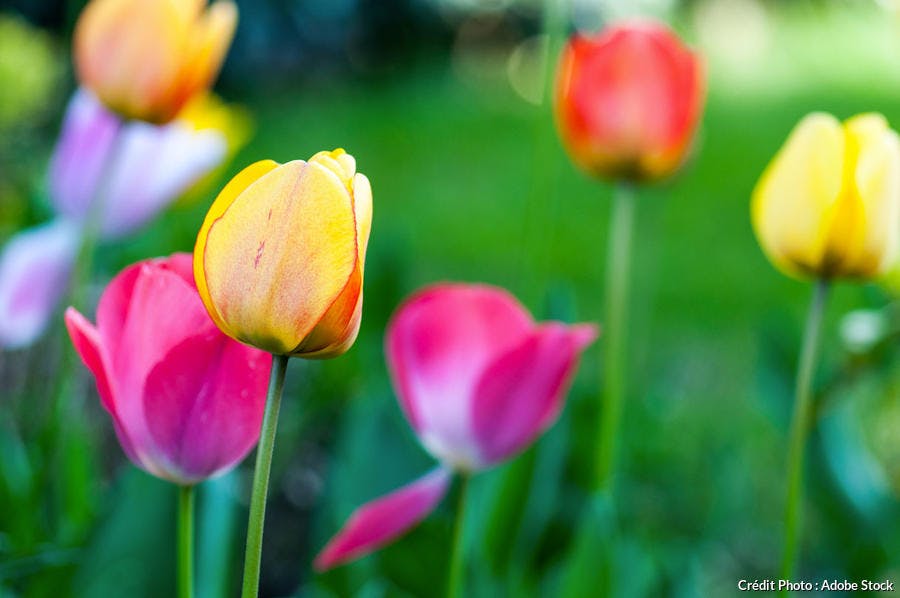 Tulipes multicolores