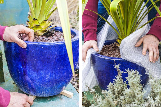 SOS froid : comment protéger vos plantes cultivées en extérieur - Tijardin  : producteur de plantes fleuries méditerranéennes