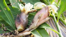 Comment cultiver le gingembre du Japon, Zingiber mioga