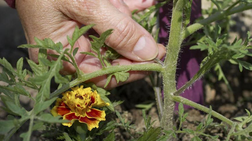 Culture et entretien des plants de tomates