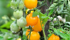 Cultiver la tomate 'Gold Nugget'