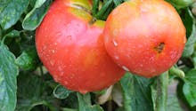 Récolte de la tomate de juin à décembre