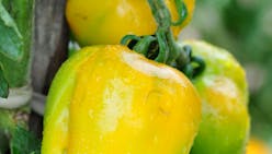 La tomate 'Yellow Stuffer'