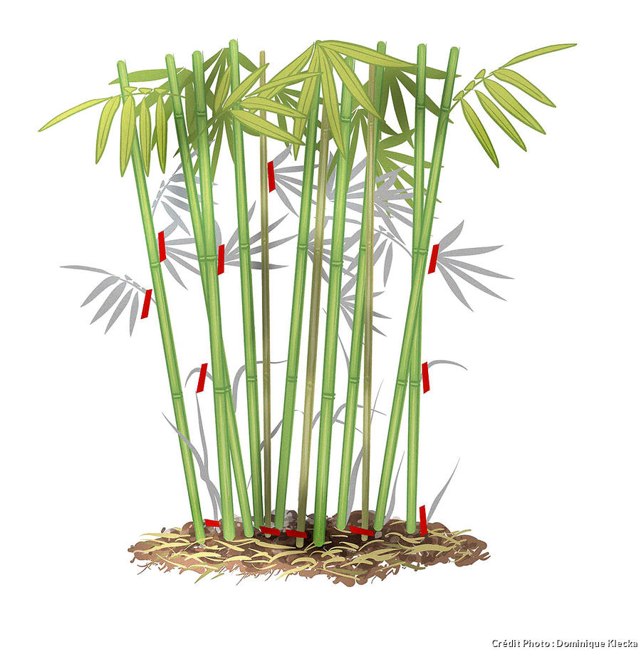 Réussir la taille du bambou en 3 étapes (FACILE) Détente jardin — free download