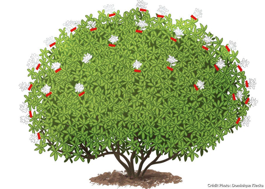 La taille du rhododendron en dessin