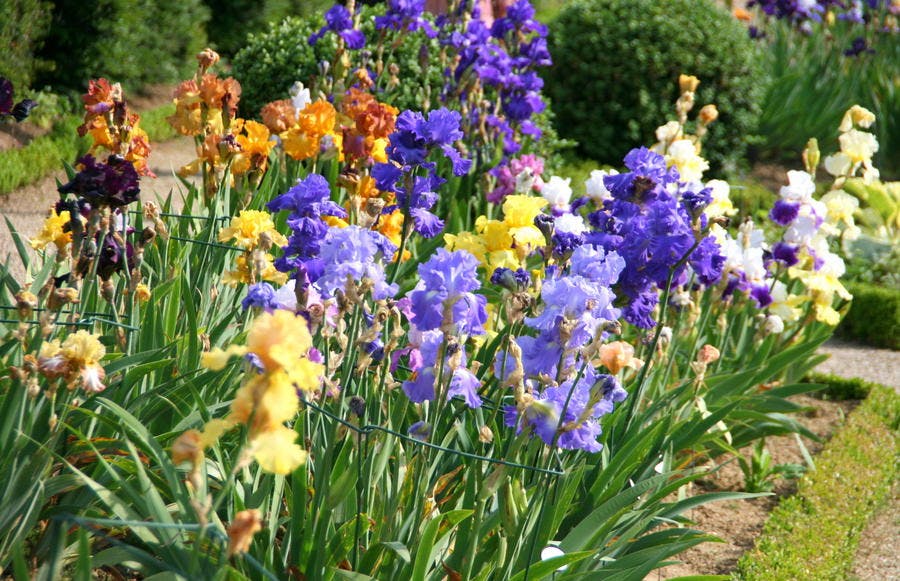 grand iris en fleur