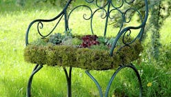 DIY : métamorphoser une chaise de jardin avec des succulentes