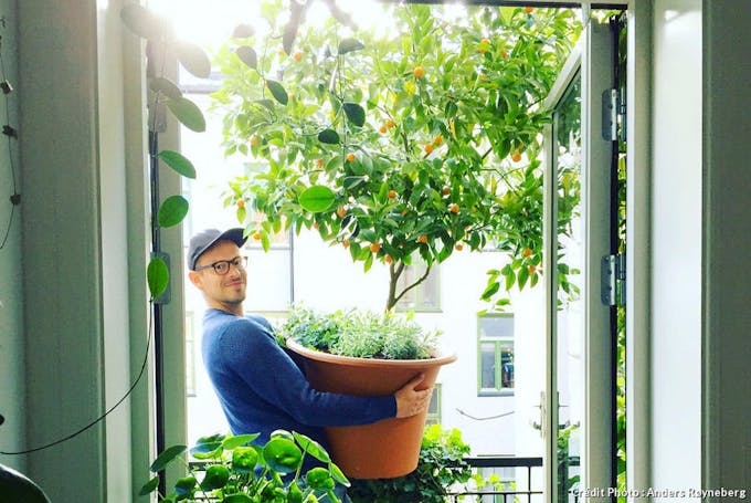 Anders, le jardinier norvégien, sur son balcon avec ses agrumes en pot.