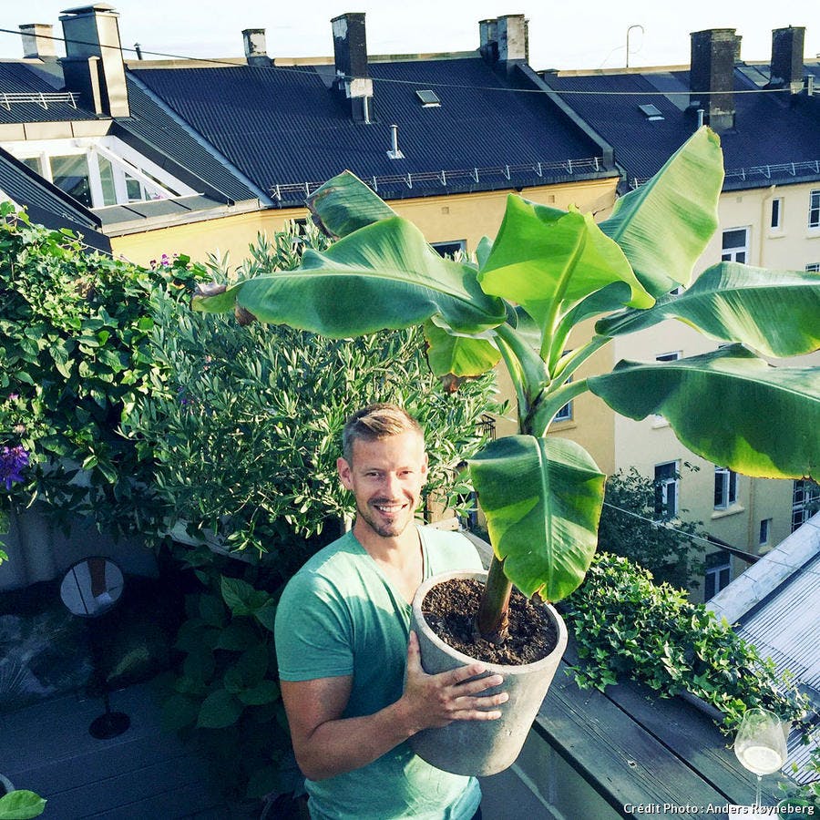 Anders, le jardinier de Norvège, cultive un bananier en pot sur son balcon.