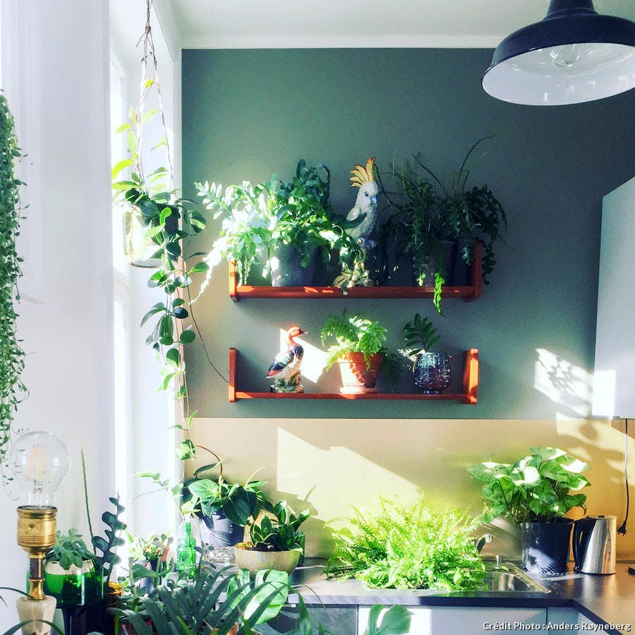 Etagères avec plantes d'intérieur dans la cuisine de l'appartement d'Anders.