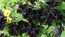 5 fleurs presque noires