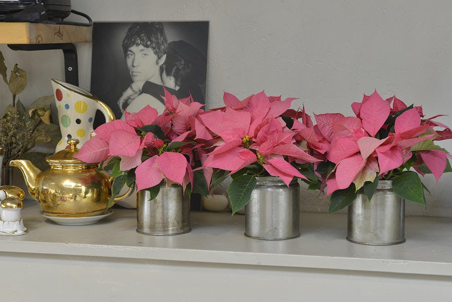 étoiles de Noël à fleurs rose en pot