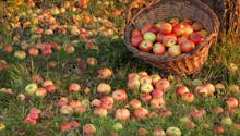 Trop de pommes dans votre jardin ? Faites du jus !