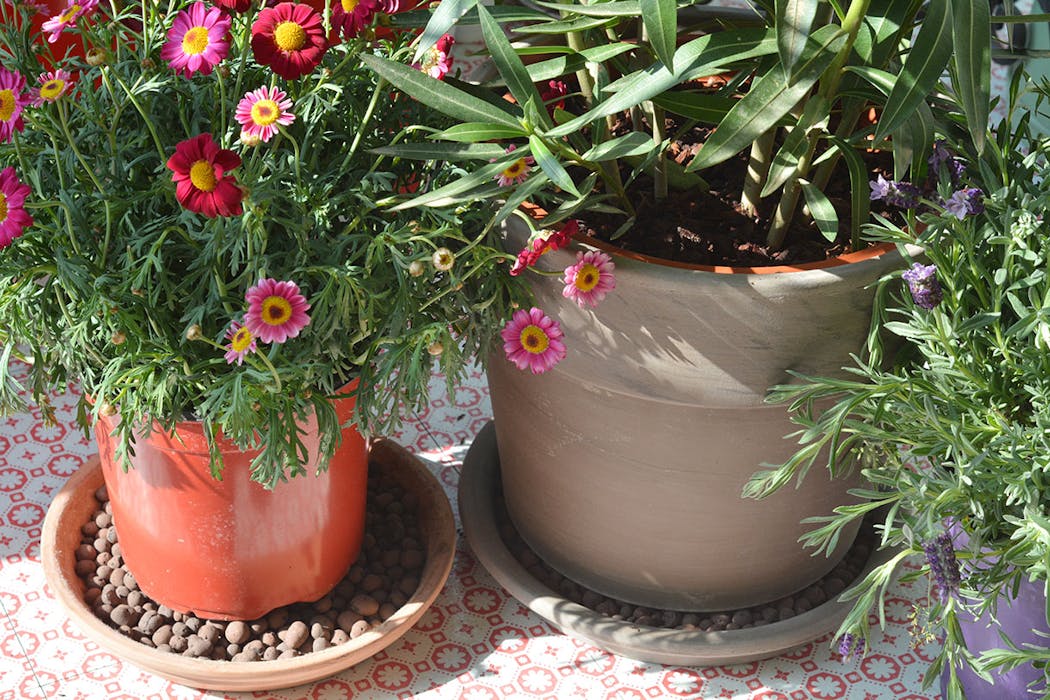 Pots de fleurs avec soucoupes de billes d'argile