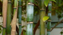 Tailler le bambou en 3 étapes