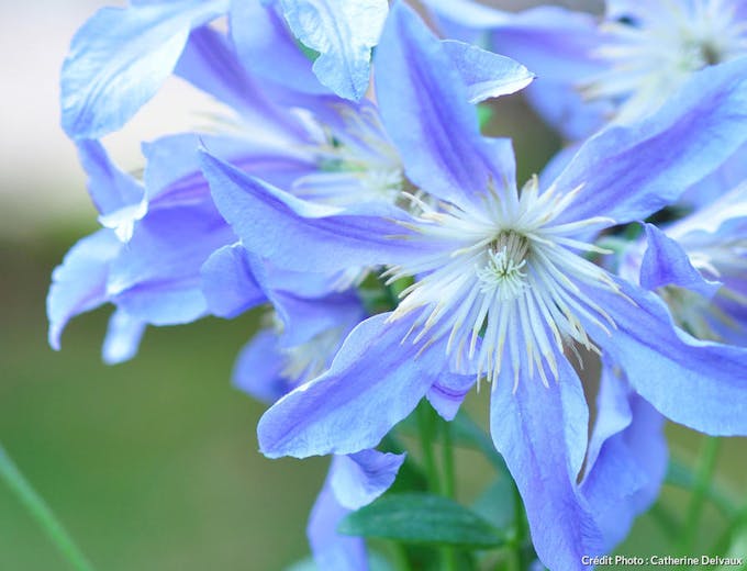 Clematite à fleurs bleues