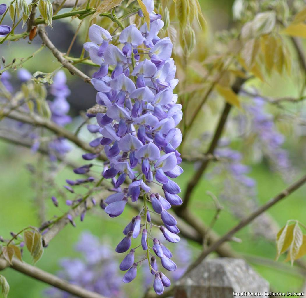 La glycine (wisteria) : plantation, taille, bouture, culture en pot
