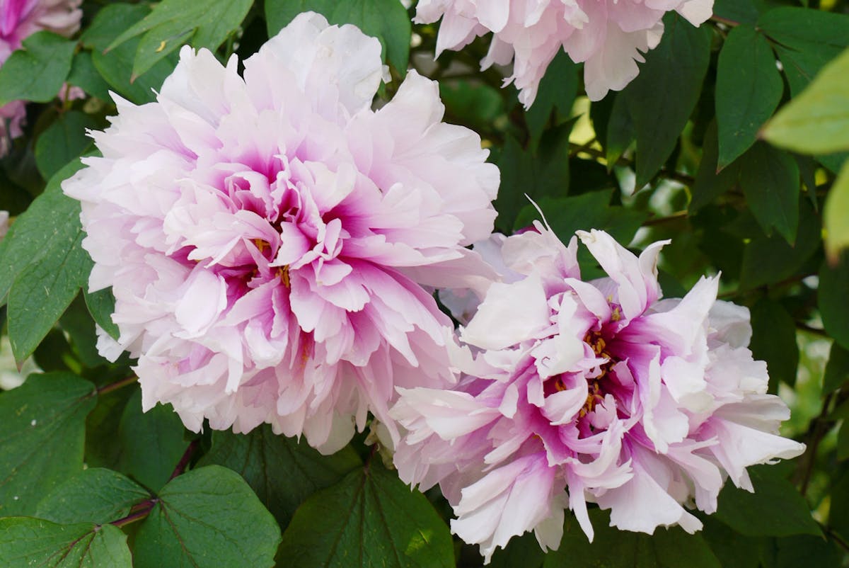Tailler la pivoine arbustive Détente jardin