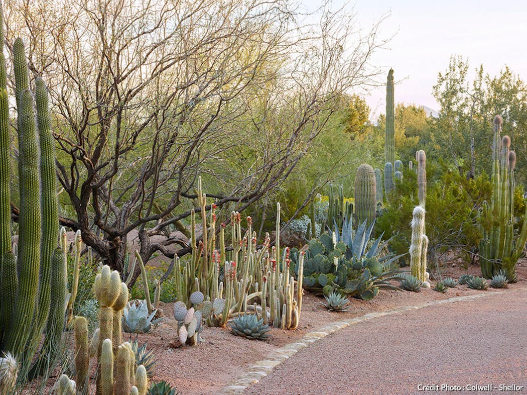 Amenagement jardin: misez sur le cactus