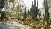 Un incroyable jardin de cactus dans le désert américain