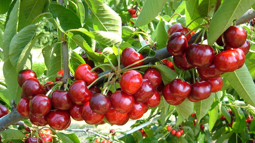 Cerisier avec des fruits