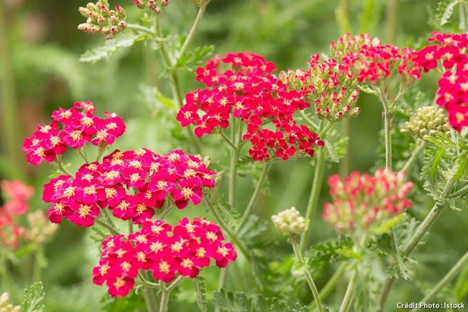 djweb_couleur_achillea-millefolium-pomenagrate-red-yarrow-istock-23163475.jpg
