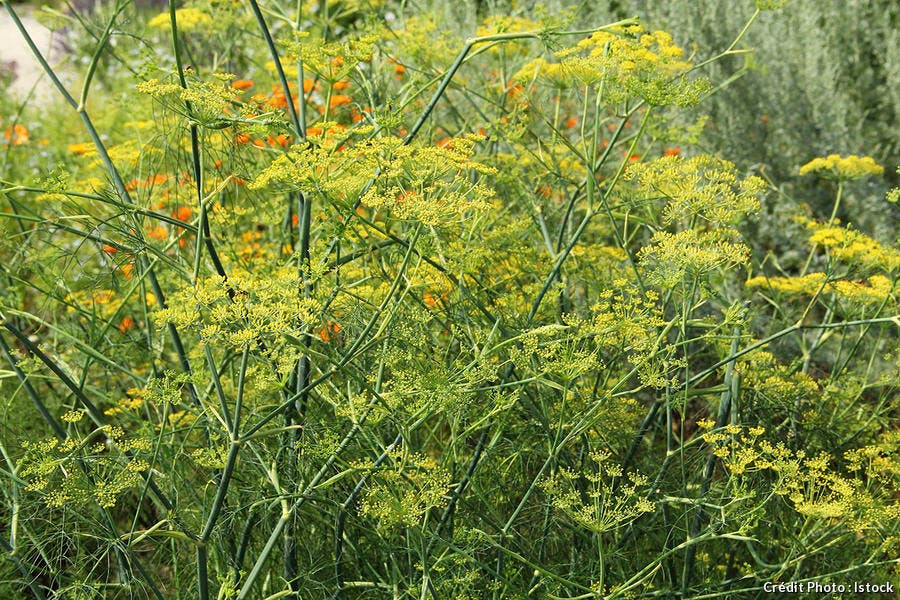 djweb_couleur_foeniculum-vulgare-fenouil-dans-jardin-d-herbes-aromatiques-istock-20011576.jpg