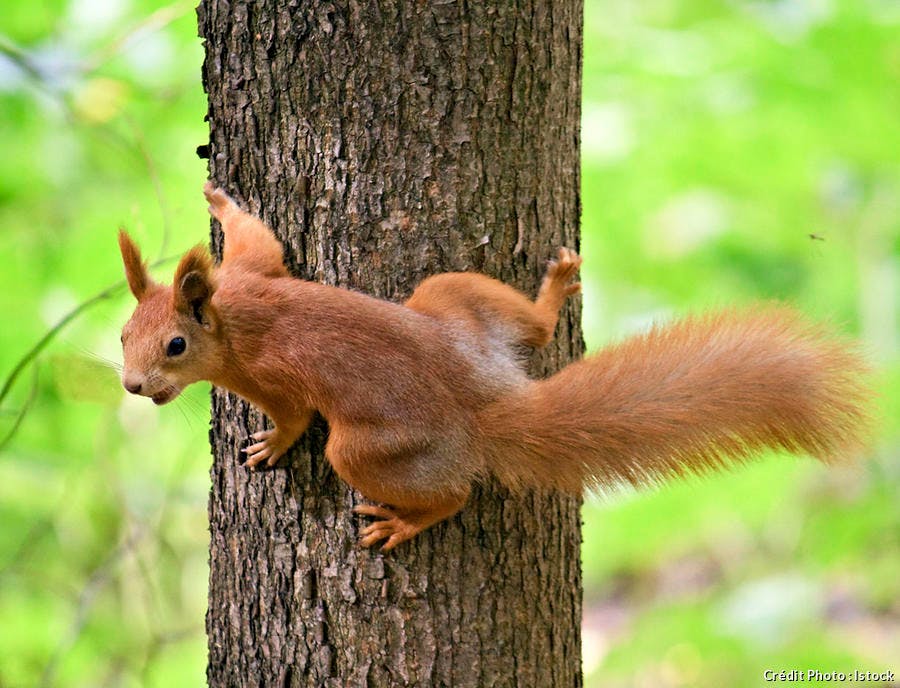 Dix conseils pour attirer des écureuils - Notre Nature