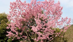 Hanami : admirez la beauté des cerisiers en fleurs au Japon