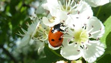 Insectes : tous utiles au jardin !