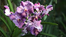 6 orchidées originales à cultiver sans crainte