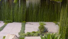 En Californie, un spectaculaire jardin de plantes grasses