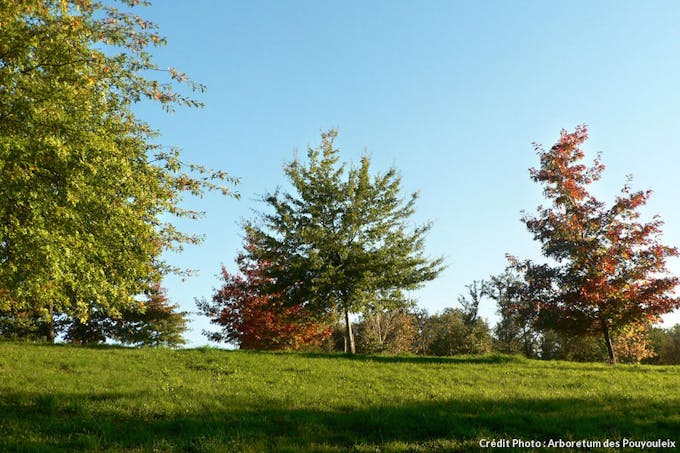 Arboretum de Pouyouleix