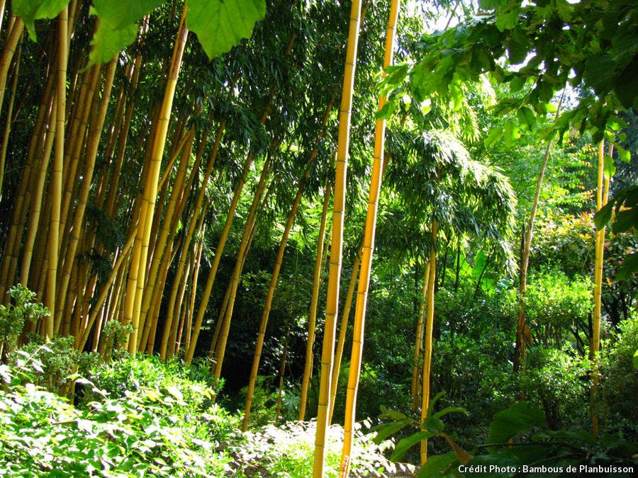 Les bambous de Planbuisson