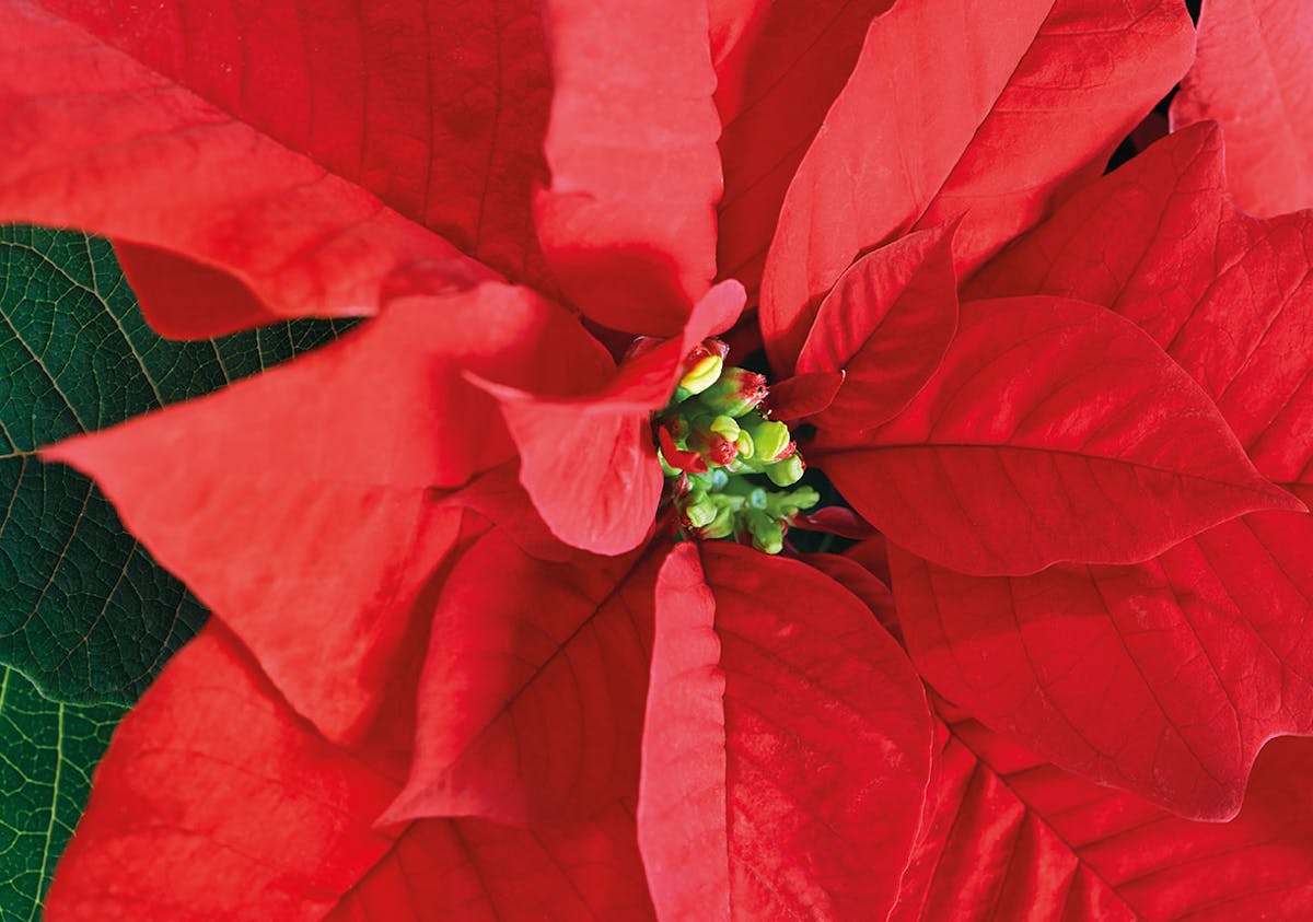 Poinsettia ou étoile de Noël : caractéristiques, arrosage et entretien