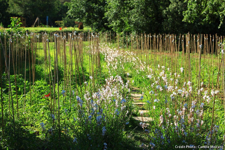 Le potager de Reine Sammut