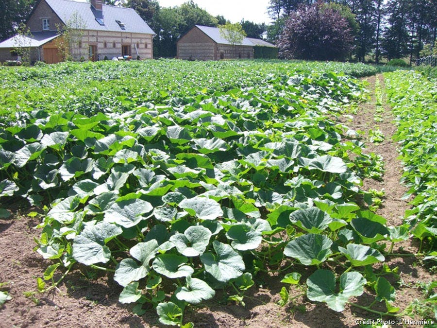 Potager de l'Hermière.jpg