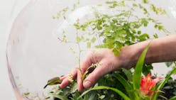 Plantes pour terrarium : conseils d'experts
