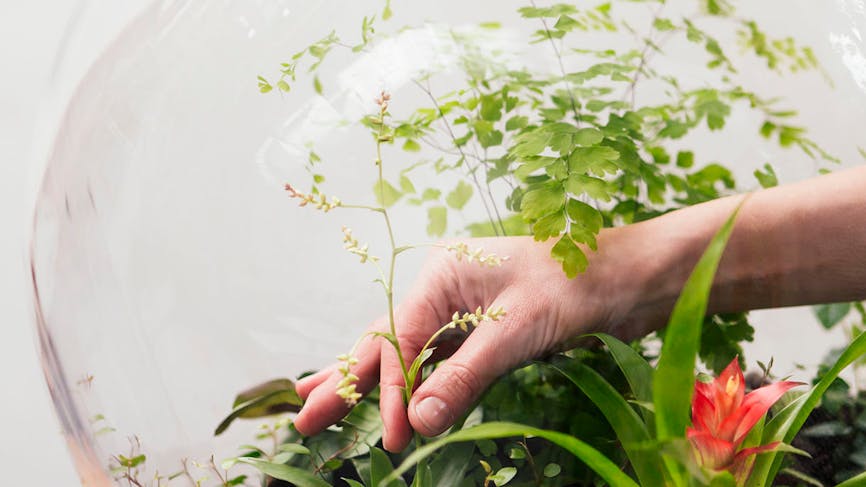Plantes pour terrarium : conseils d'experts