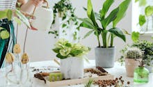 Plantes d’intérieur : 8 gestes pour les maintenir en pleine forme