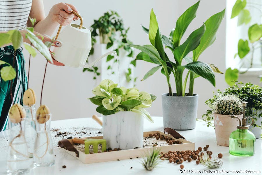 Les plantes d'extérieur qui poussent aussi en intérieur