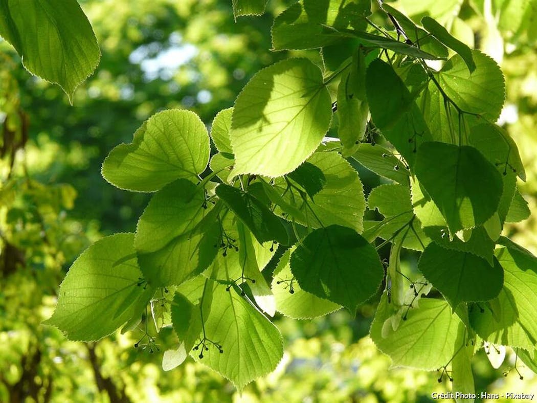 Au printemps, mangez des feuilles de tilleul !