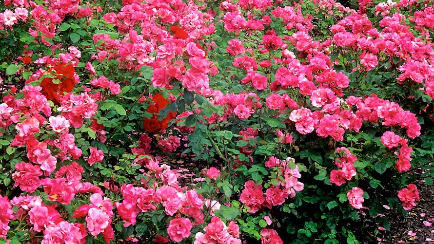 rosier rosy la sevillana