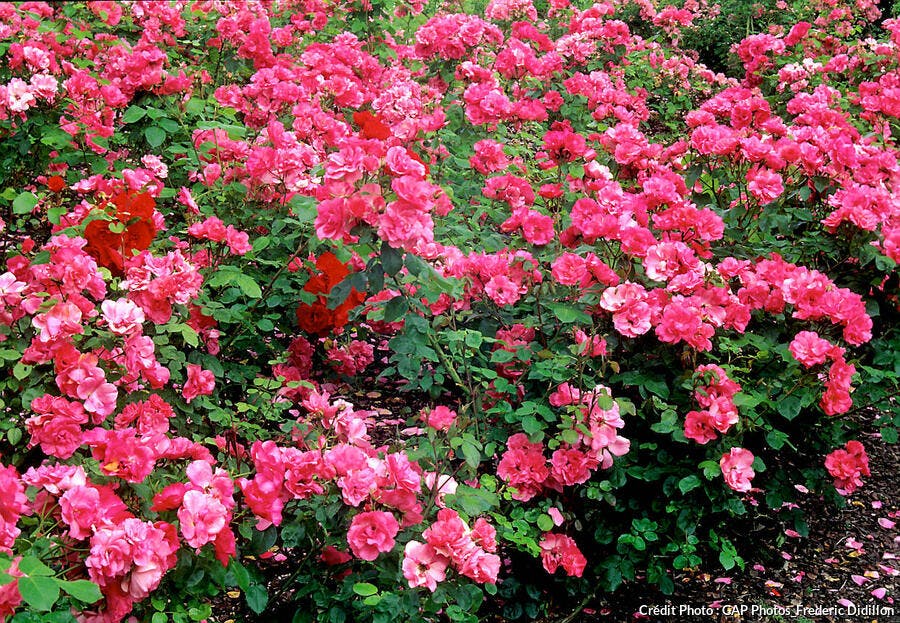 12 rosiers résistants qui ne tombent jamais malade !