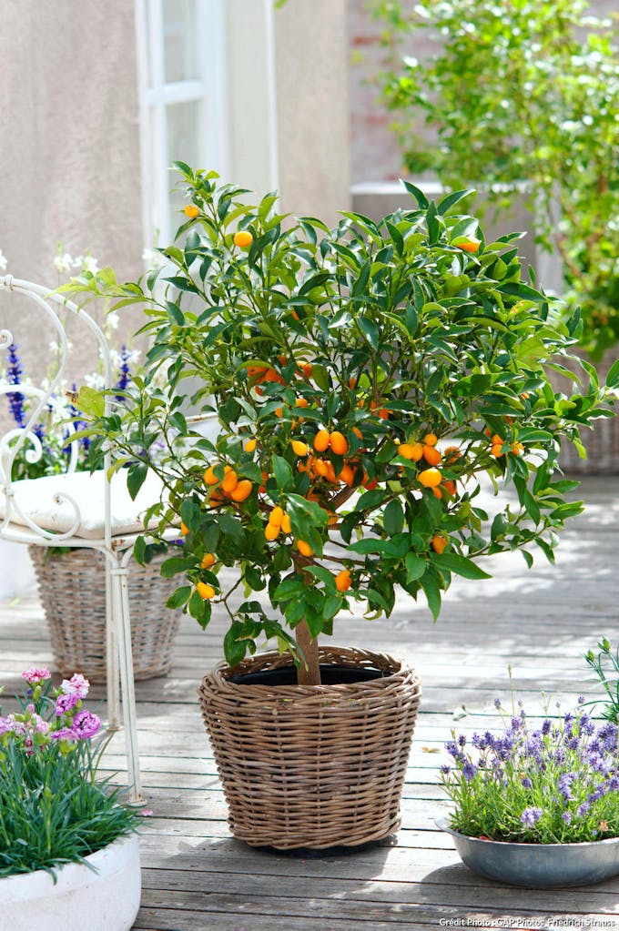 Kumquat en pot