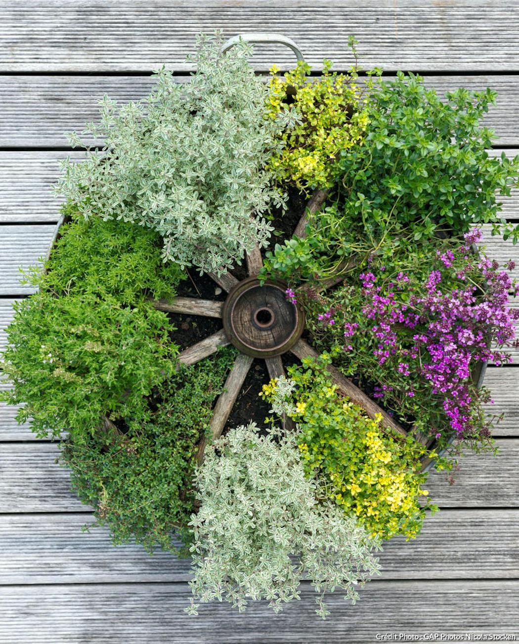 Voici comment faire votre propre jardin de plantes aromatiques