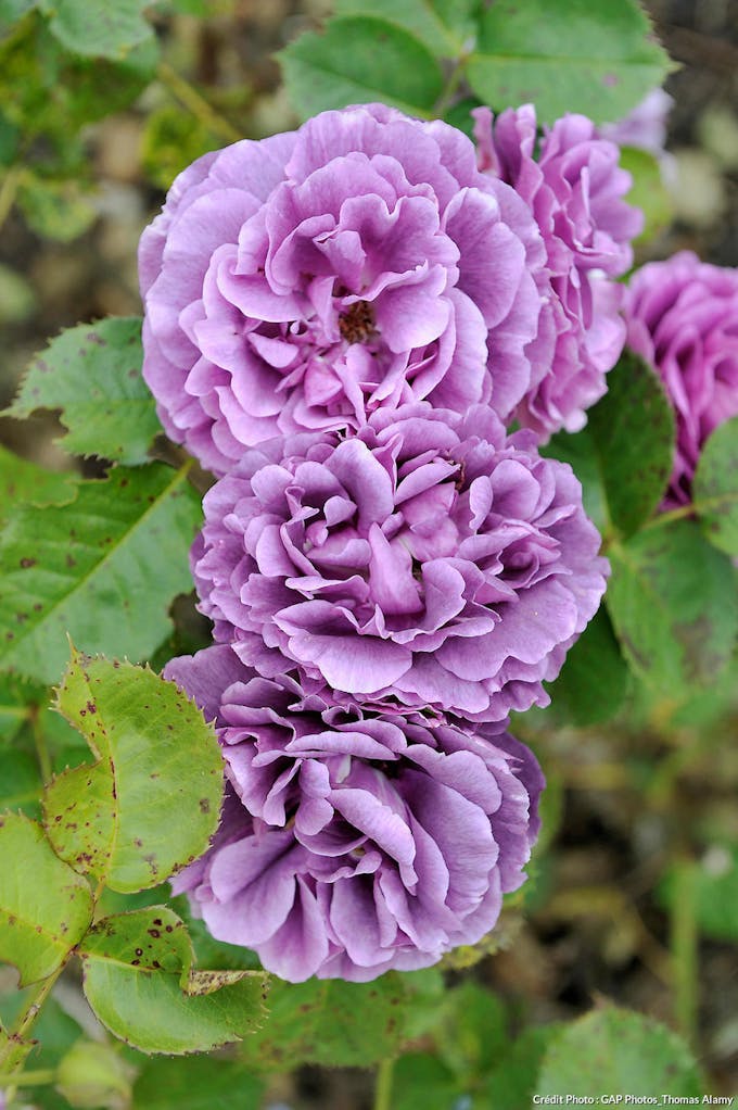 rose bleue violette