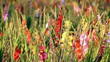 Les glaïeuls : des fleurs en épis colorées pour vos massifs